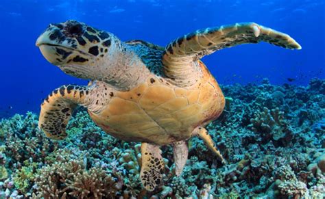 marine life in tagalog|Marine Life In The Philippines: 100 Must.